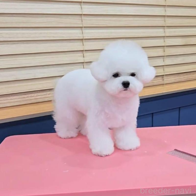 販売中の東京都のビションフリーゼ-445552の4枚目