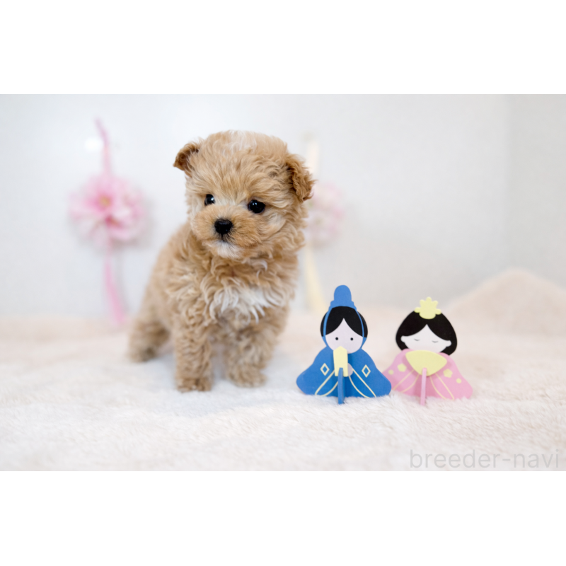 販売中の広島県のマルプー:マルチーズ×トイプードル-445553の3枚目