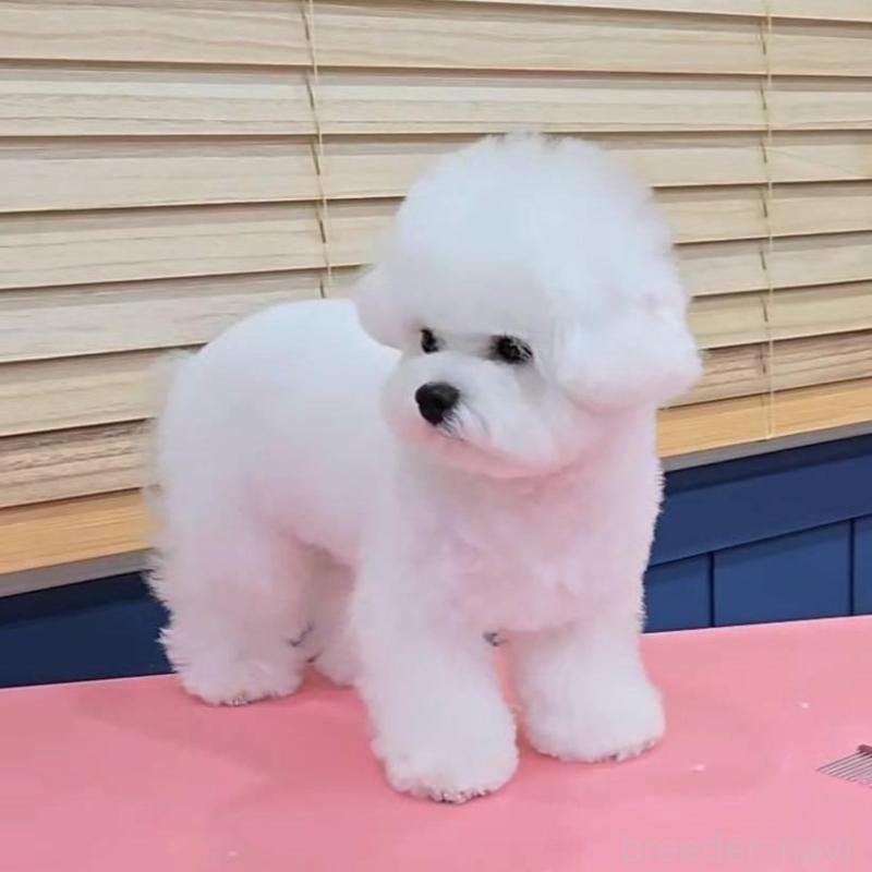 販売中の東京都のビションフリーゼ-445552の3枚目