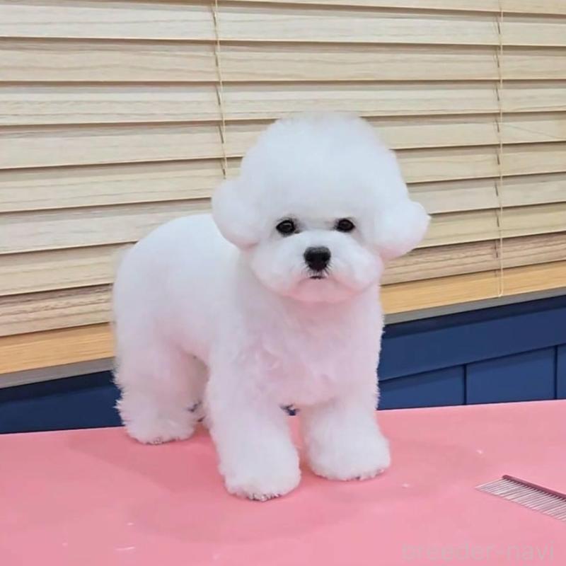 販売中の東京都のビションフリーゼ-445552の2枚目