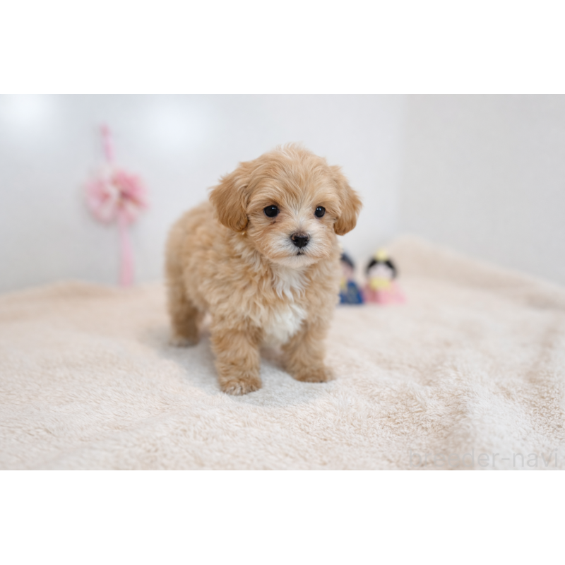 販売中の広島県のマルプー:マルチーズ×トイプードル-445557の3枚目