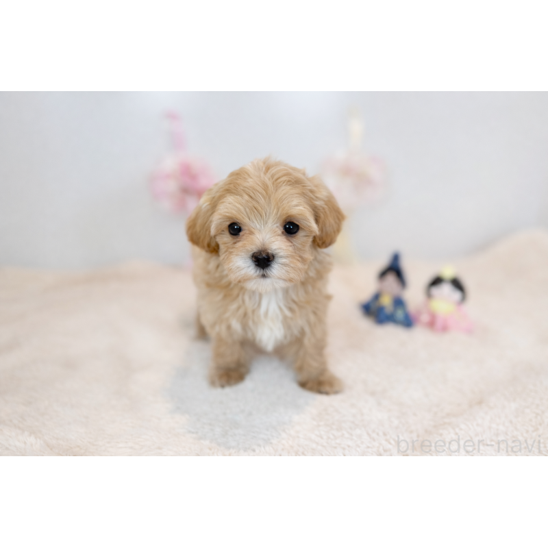 販売中の広島県のマルプー:マルチーズ×トイプードル-445557の2枚目