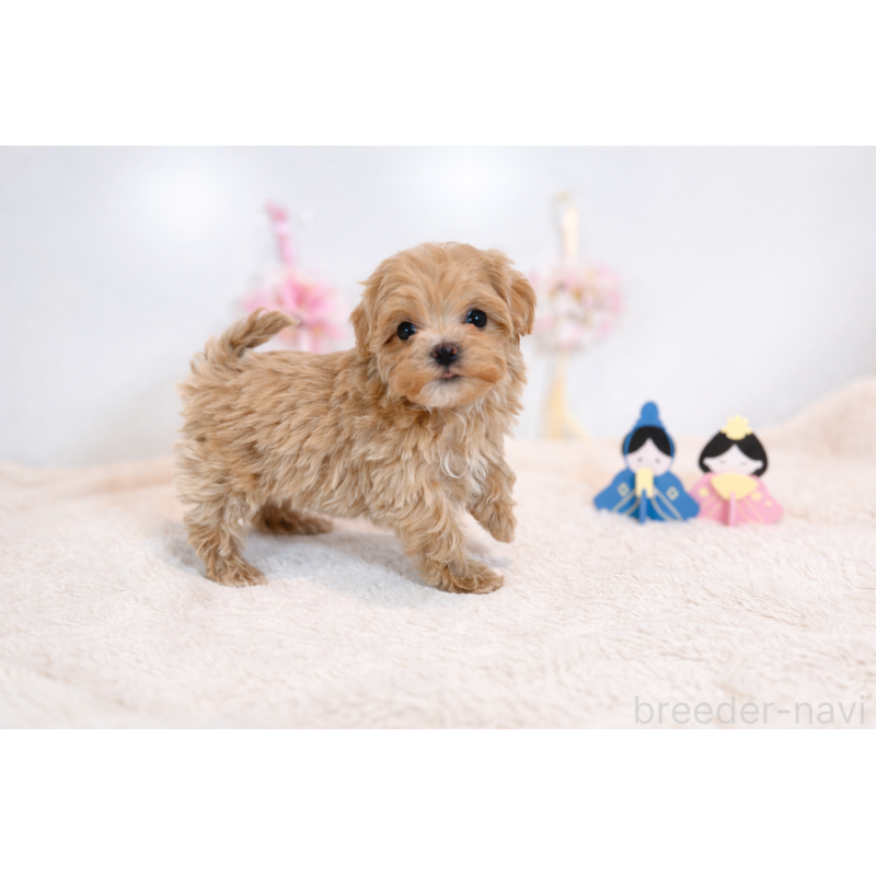 販売中の広島県のマルプー:マルチーズ×トイプードル-445559の3枚目