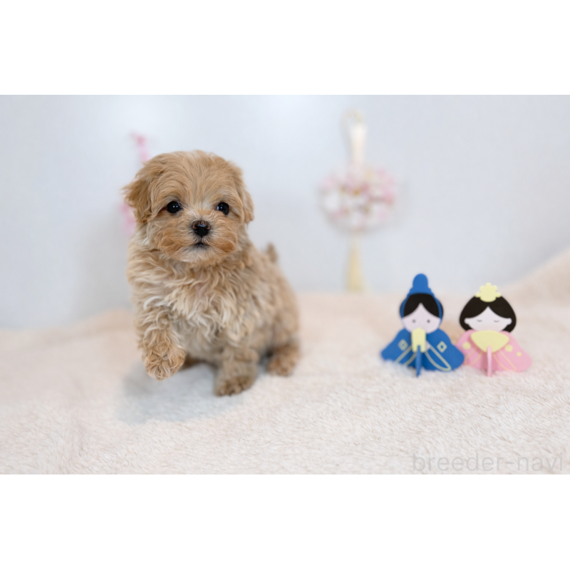 販売中の広島県のマルプー:マルチーズ×トイプードル-445559の2枚目