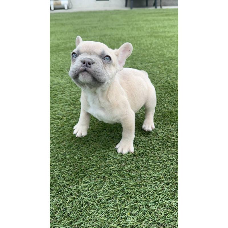 商談中の愛媛県のフレンチブルドッグ-443243