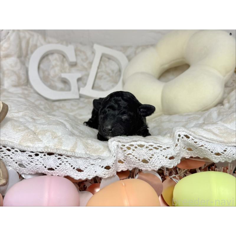 販売中の愛知県のトイプードル-445560の3枚目