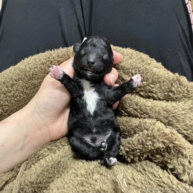 販売中の愛知県のトイプードル-445560の2枚目