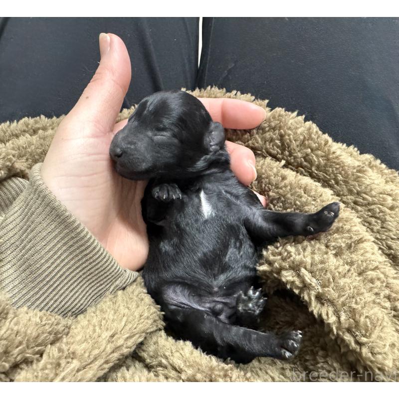 販売中の愛知県のトイプードル-445561の4枚目