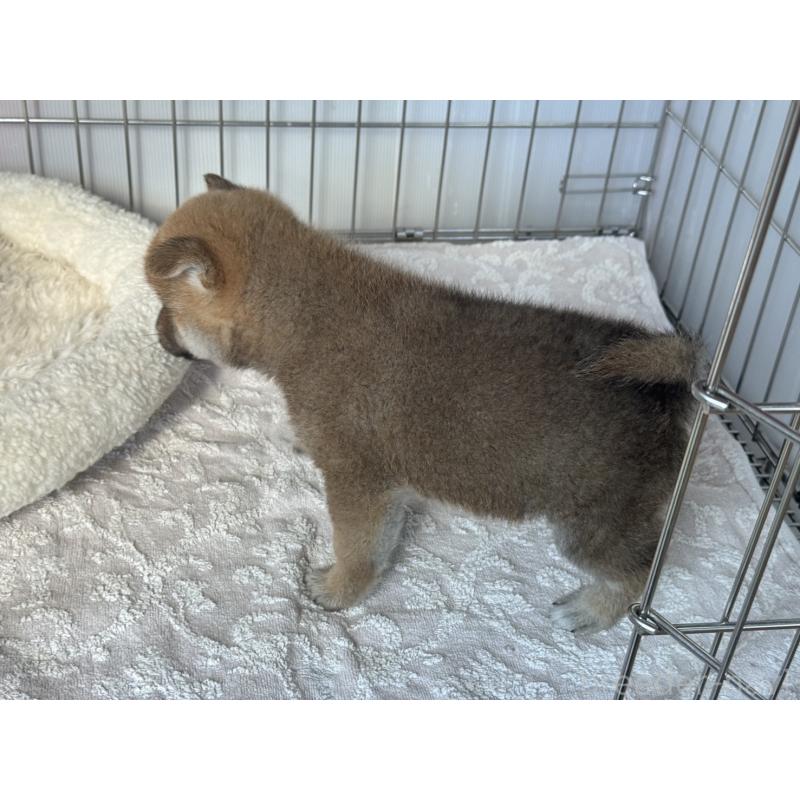 販売中の岡山県の柴犬-445562の5枚目