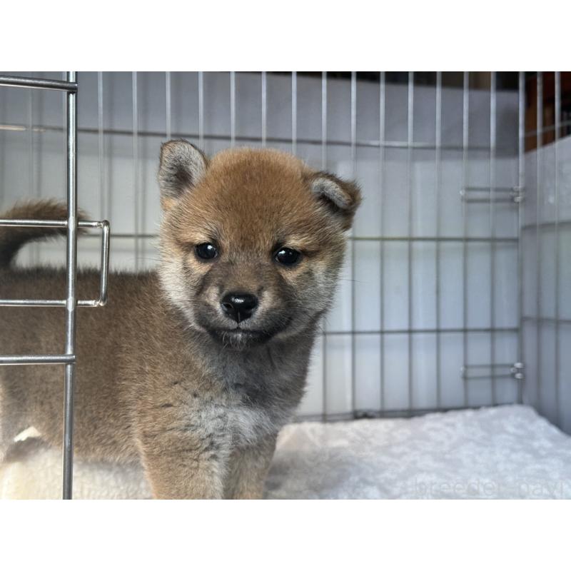 販売中の岡山県の柴犬-445562の1枚目