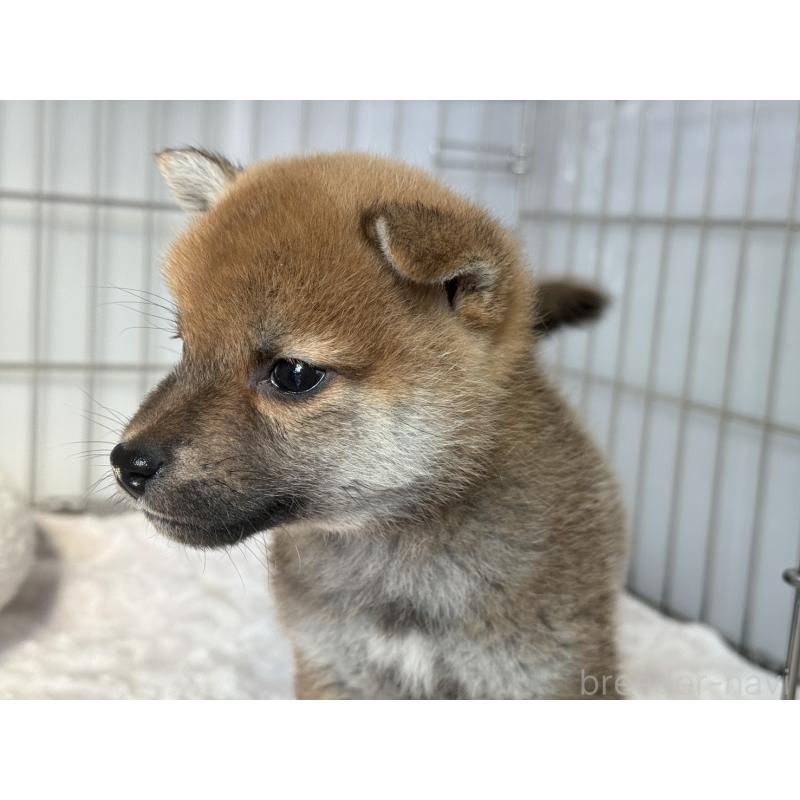 販売中の岡山県の柴犬-445562の3枚目