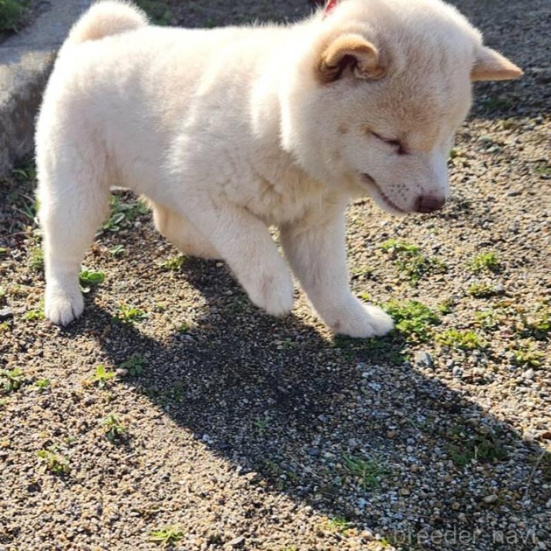 販売中の福岡県の豆柴-437339の3枚目