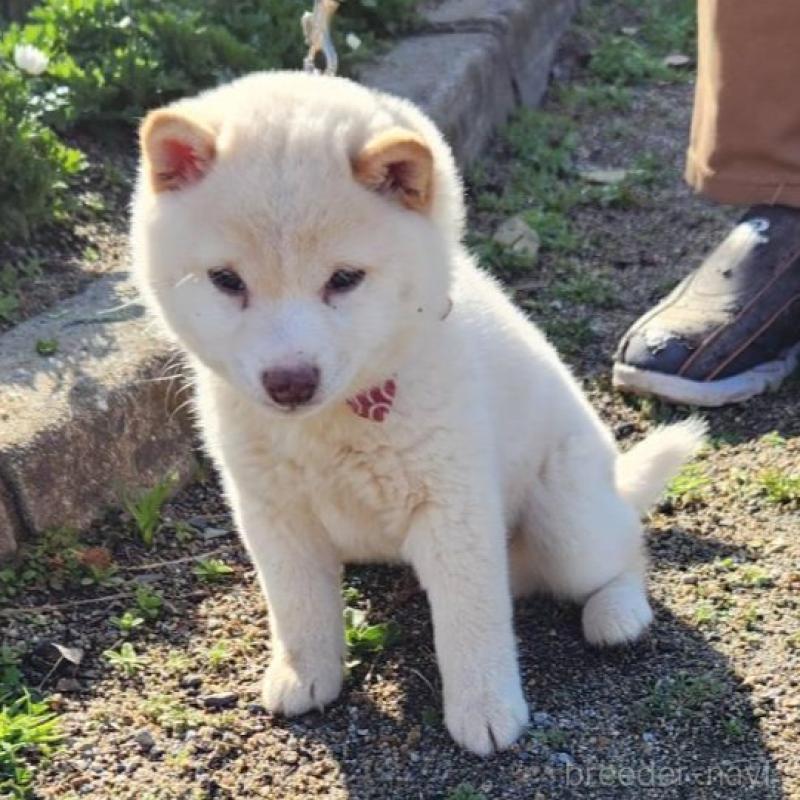 販売中の福岡県の豆柴-437339の2枚目
