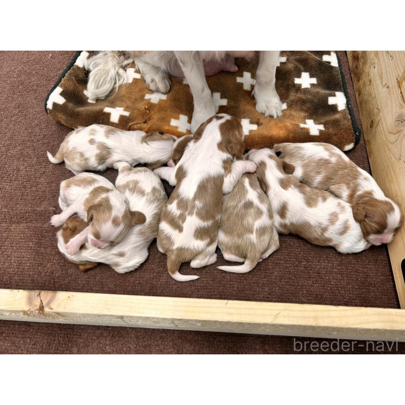 販売中の群馬県のキャバリアキングチャールズスパニエル-445566の2枚目