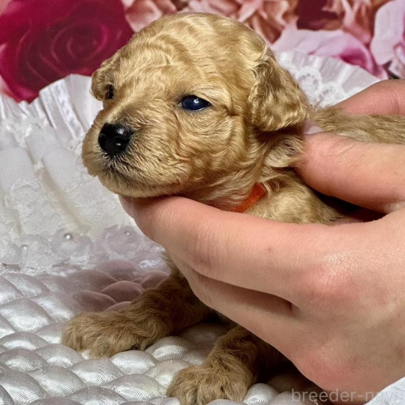 販売中の広島県のタイニープードル-445497の2枚目