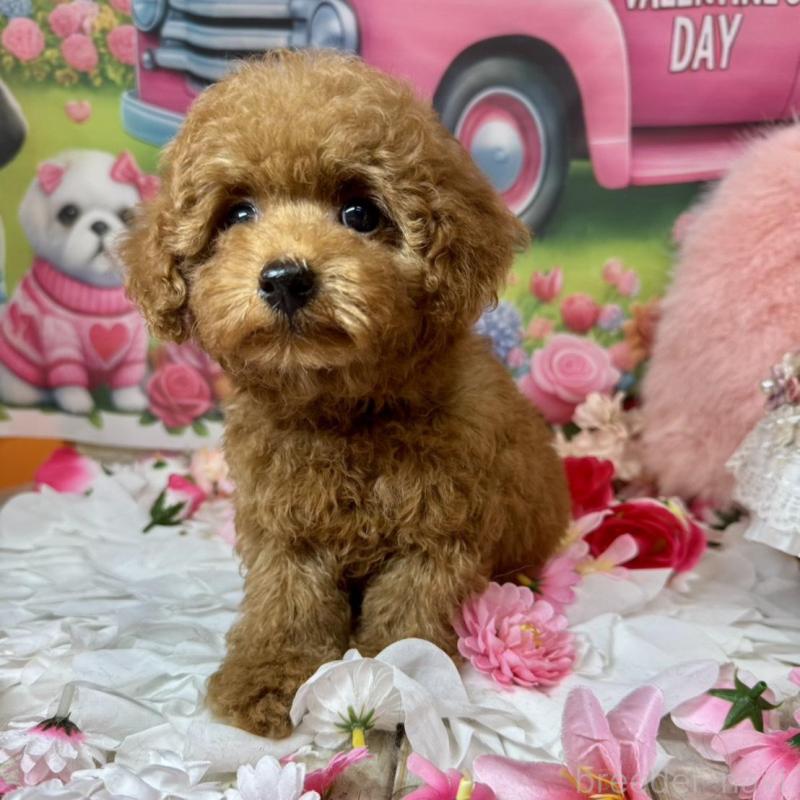 販売中の広島県のトイプードル-436647の5枚目