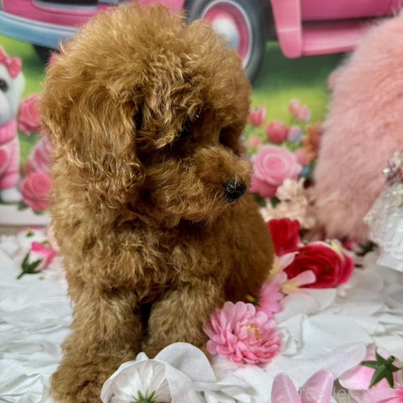 販売中の広島県のトイプードル-436647の4枚目