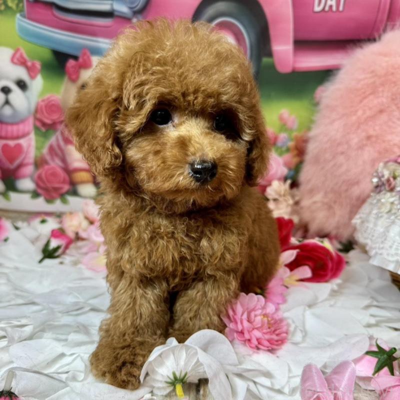 販売中の広島県のトイプードル-436647の3枚目