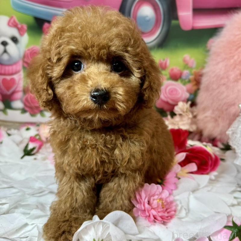 販売中の広島県のトイプードル-436647の2枚目