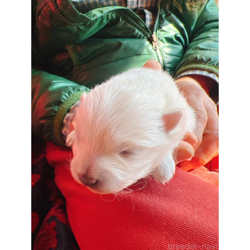 販売中の茨城県のポメラニアン-445565の3枚目