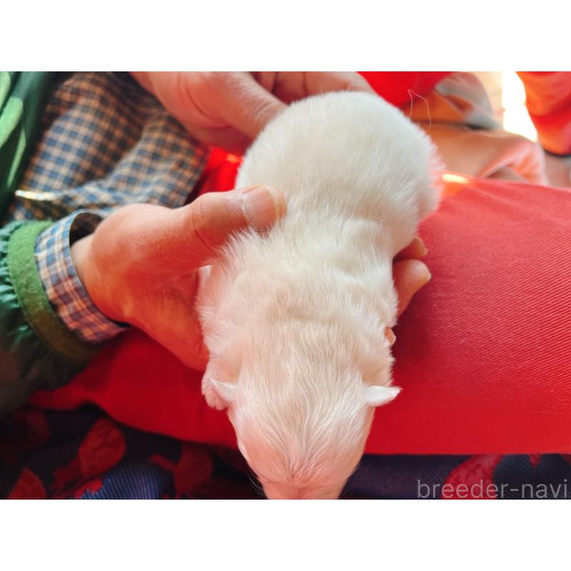 販売中の茨城県のポメラニアン-445565の2枚目