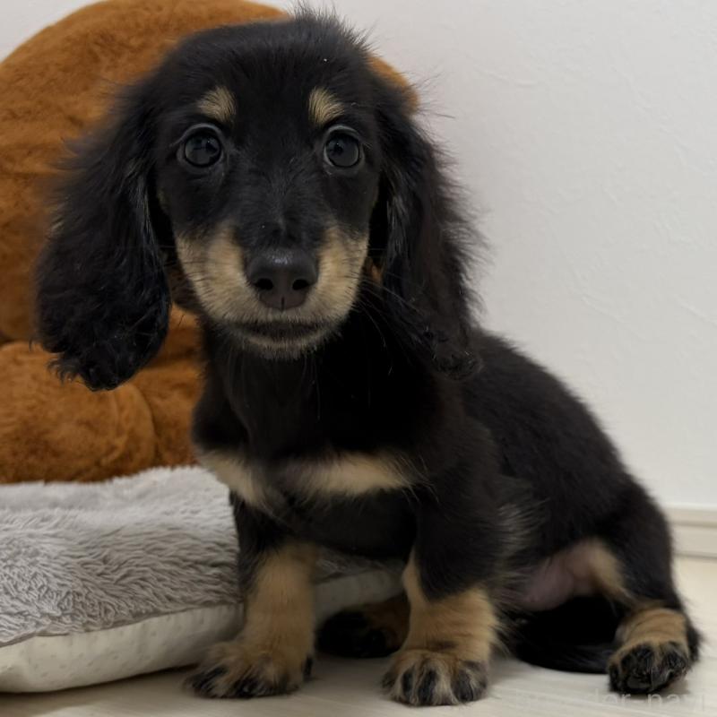 販売中の三重県のミニチュアダックスフンド(ロングヘアード)-445564の9枚目