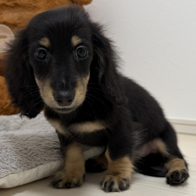 販売中の三重県のミニチュアダックスフンド(ロングヘアード)-445564の8枚目