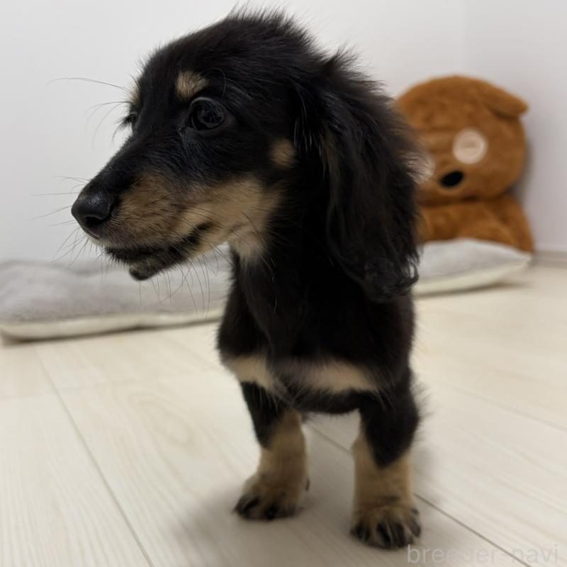 販売中の三重県のミニチュアダックスフンド(ロングヘアード)-445564の6枚目