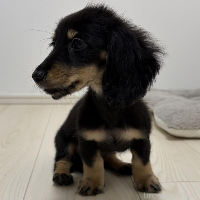 販売中の三重県のミニチュアダックスフンド(ロングヘアード)-445564の4枚目