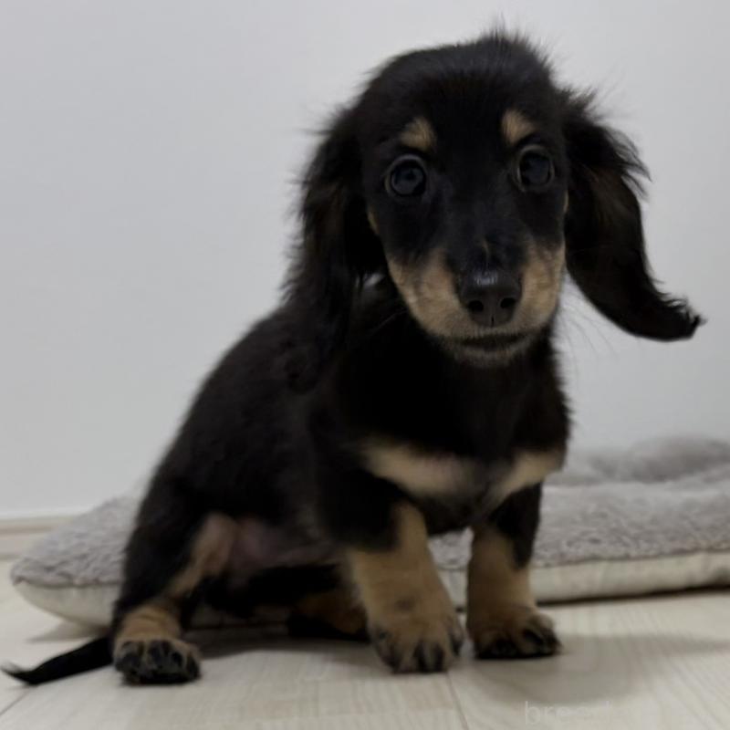 販売中の三重県のミニチュアダックスフンド(ロングヘアード)-445564の3枚目