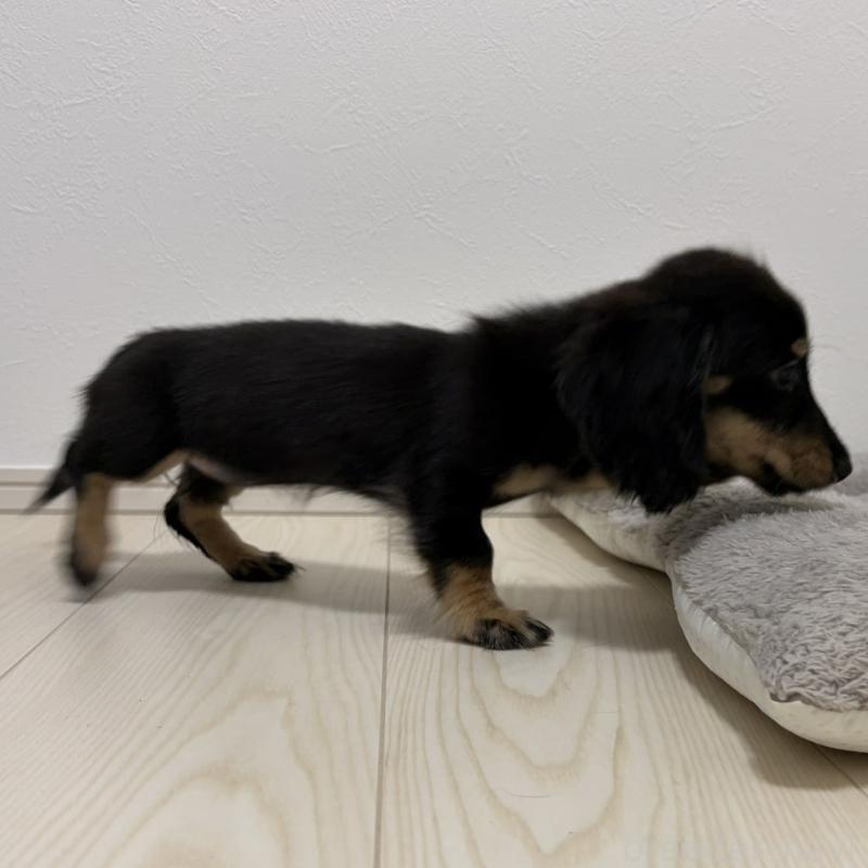 販売中の三重県のミニチュアダックスフンド(ロングヘアード)-445564の2枚目