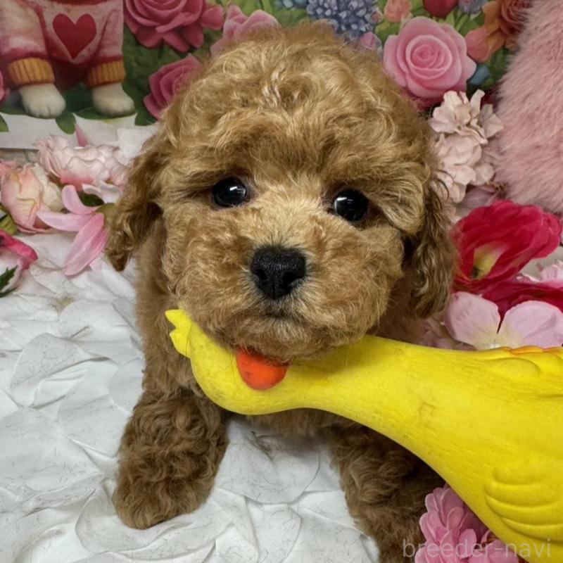 販売中の広島県のトイプードル-440242