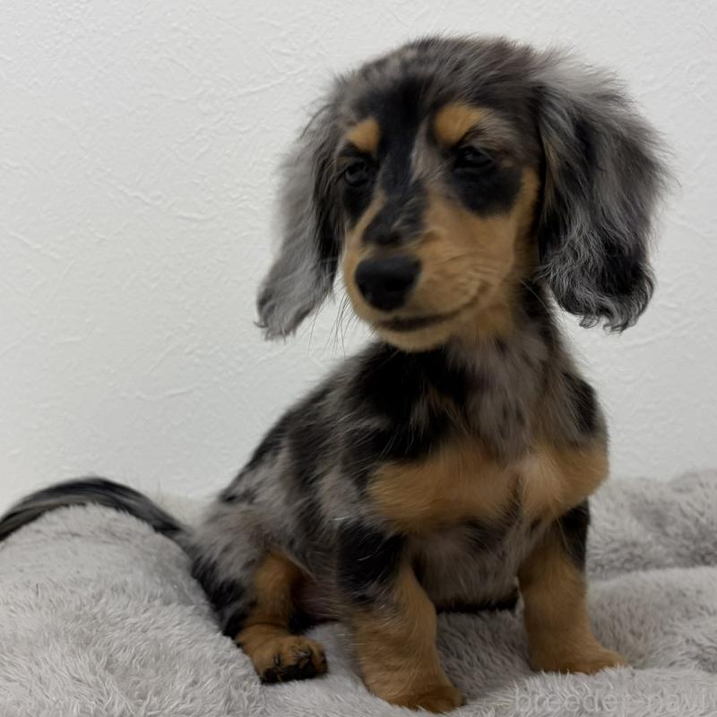 販売中の三重県のミニチュアダックスフンド(ロングヘアード)-445569の15枚目