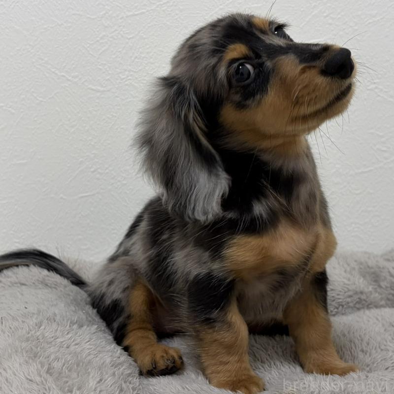 販売中の三重県のミニチュアダックスフンド(ロングヘアード)-445569の14枚目