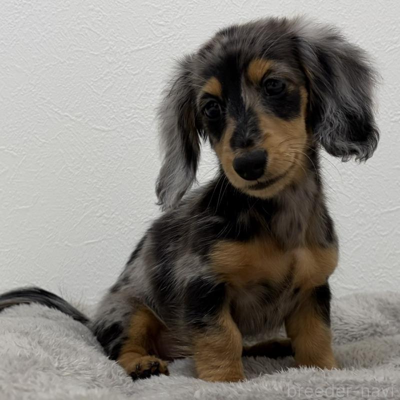 販売中の三重県のミニチュアダックスフンド(ロングヘアード)-445569の13枚目