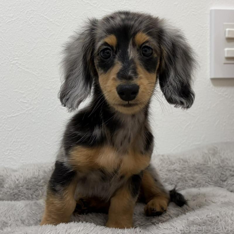 販売中の三重県のミニチュアダックスフンド(ロングヘアード)-445569の12枚目