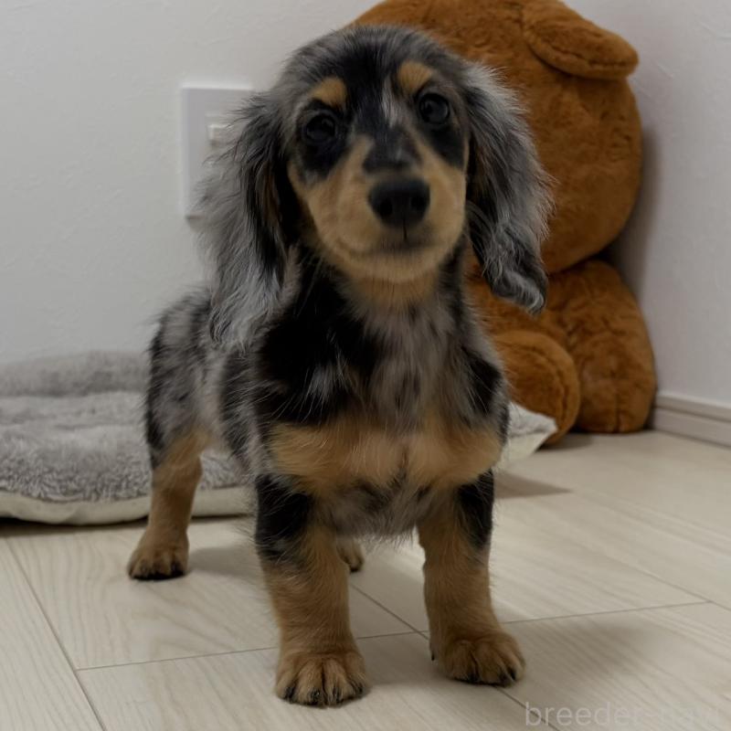 販売中の三重県のミニチュアダックスフンド(ロングヘアード)-445569の11枚目