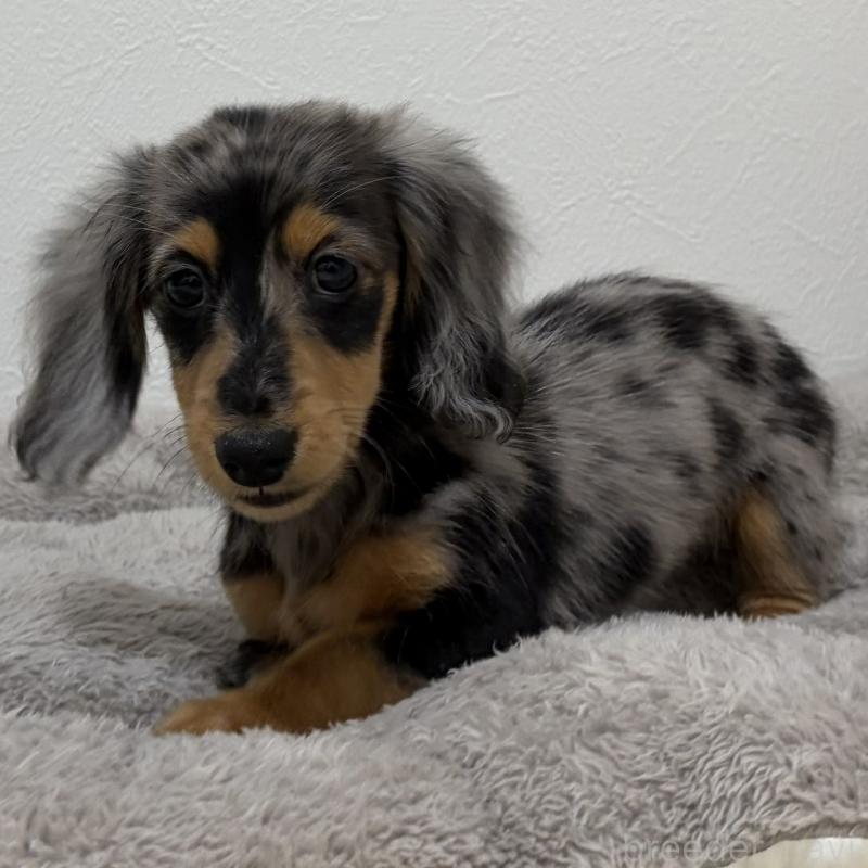 販売中の三重県のミニチュアダックスフンド(ロングヘアード)-445569の9枚目