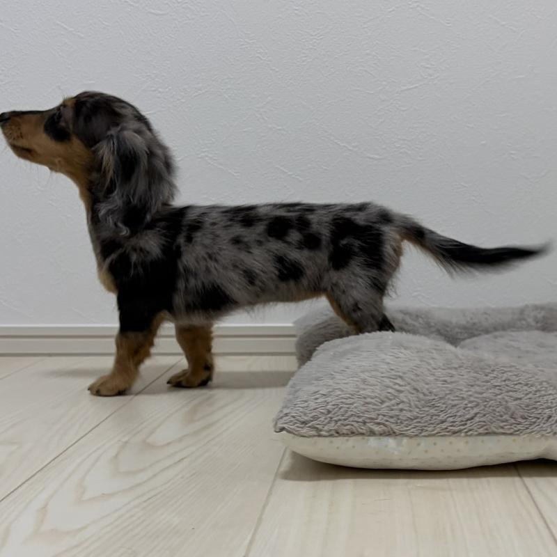 販売中の三重県のミニチュアダックスフンド(ロングヘアード)-445569の8枚目