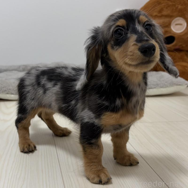 販売中の三重県のミニチュアダックスフンド(ロングヘアード)-445569の7枚目