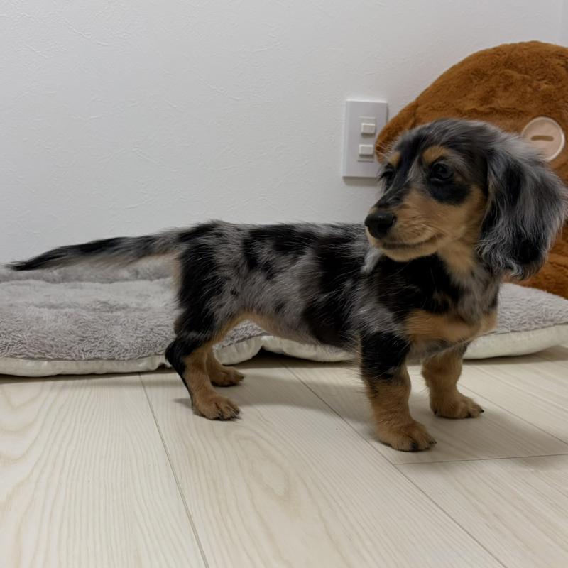 販売中の三重県のミニチュアダックスフンド(ロングヘアード)-445569の6枚目