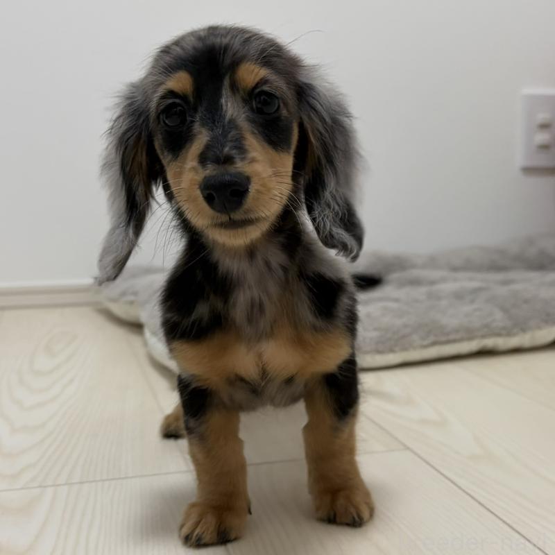 販売中の三重県のミニチュアダックスフンド(ロングヘアード)-445569の3枚目