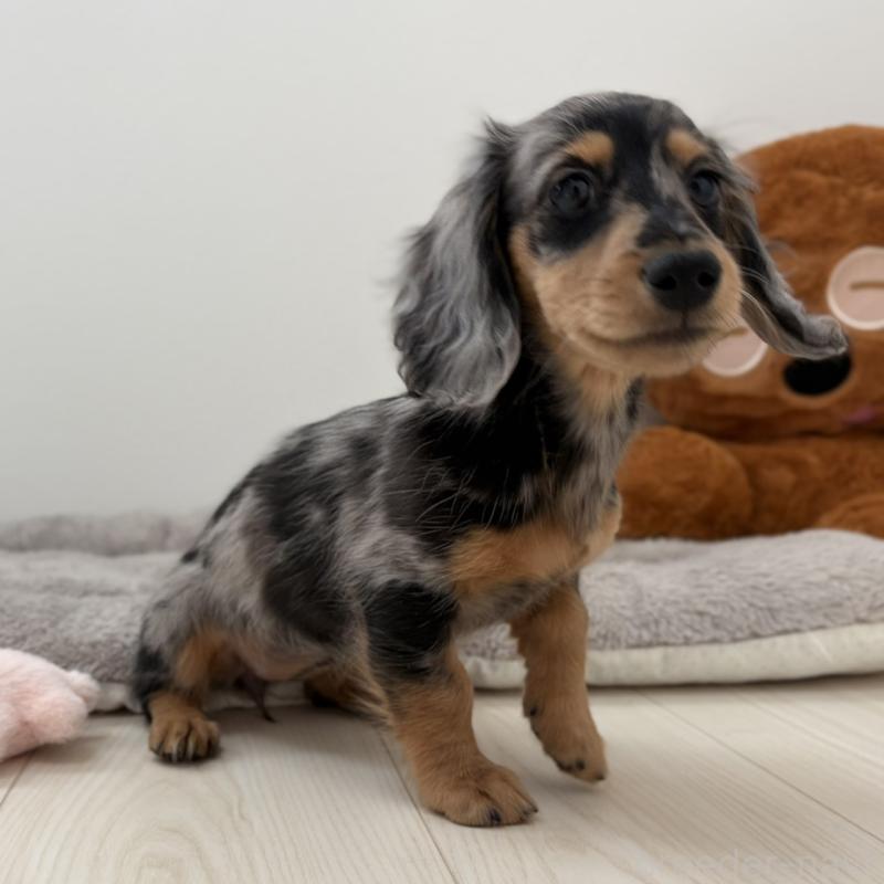 販売中の三重県のミニチュアダックスフンド(ロングヘアード)-445569の2枚目