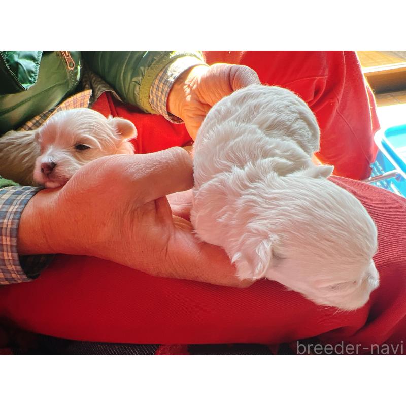 販売中の茨城県のマルプー:マルチーズ×トイプードル-445572の2枚目