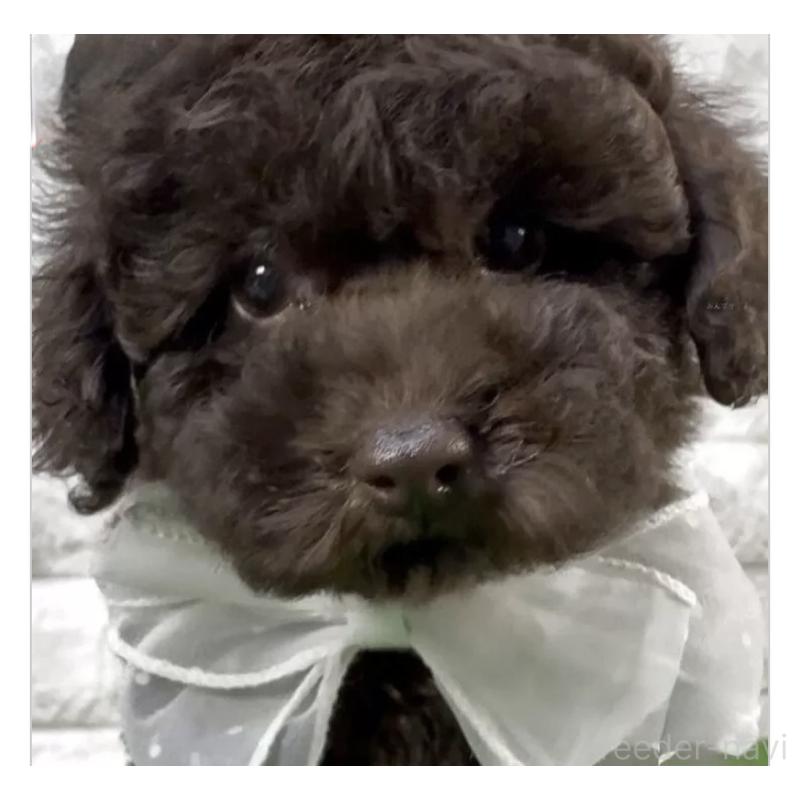 販売中の埼玉県のタイニープードル-445570の1枚目