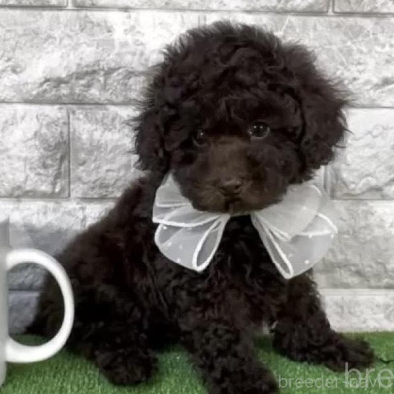 販売中の埼玉県のタイニープードル-445570の3枚目