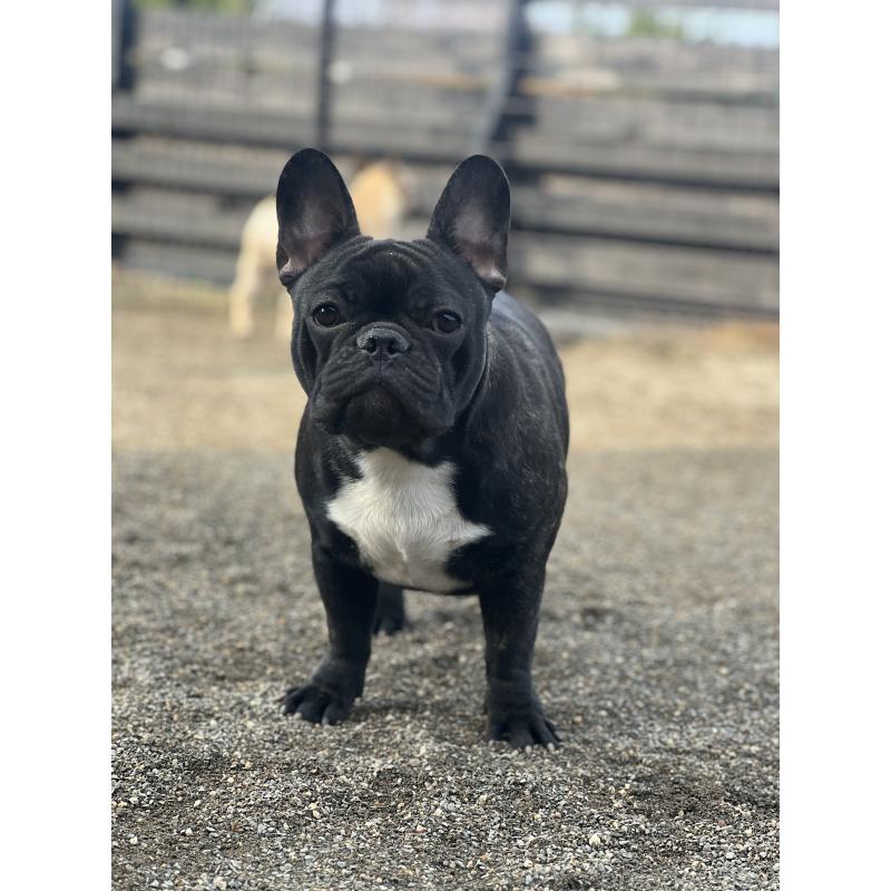 販売中の香川県のフレンチブルドッグ-397239の1枚目