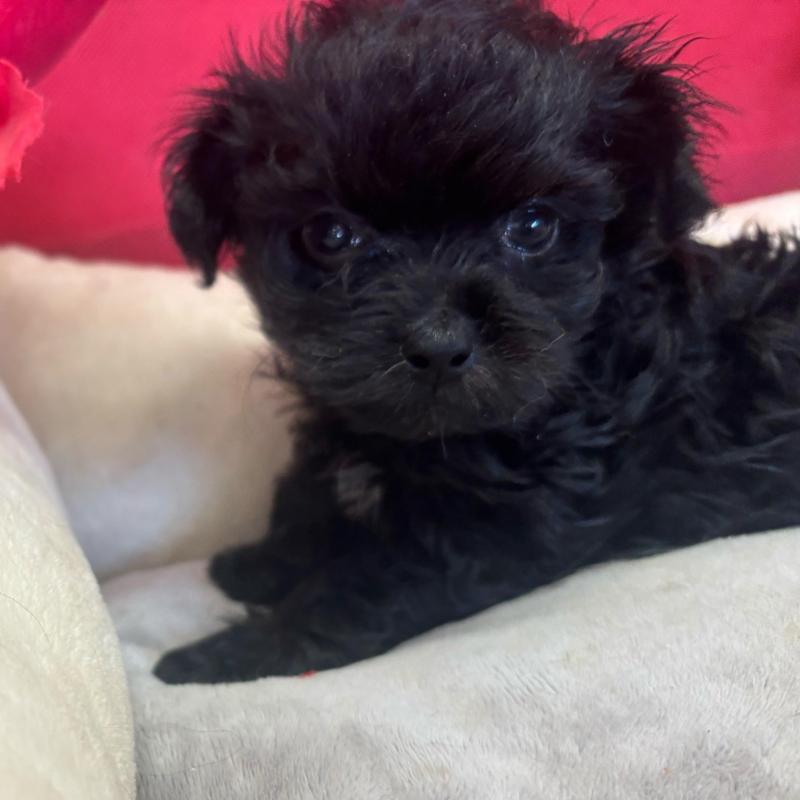 販売中の愛知県のチワプー:チワワ×トイプードル-445571の1枚目