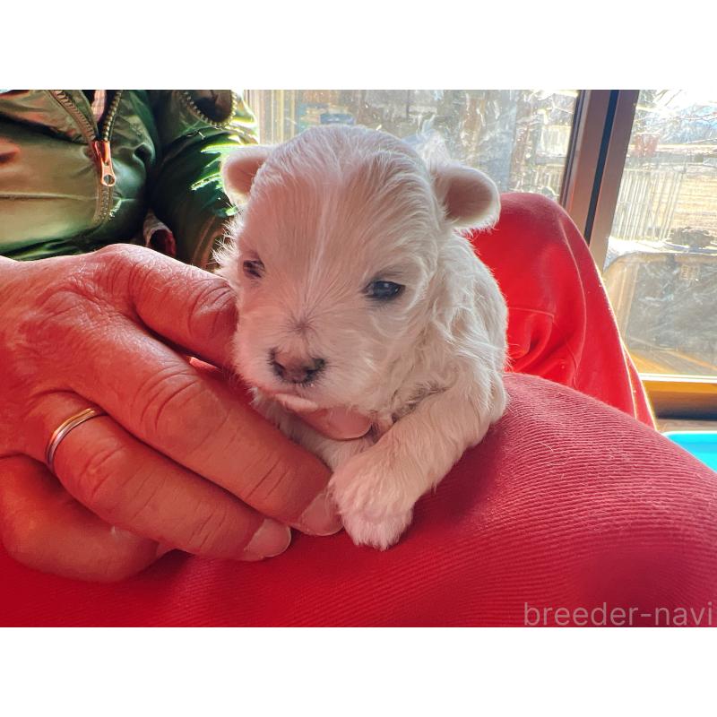 販売中の茨城県のマルプー:マルチーズ×トイプードル-445573の3枚目