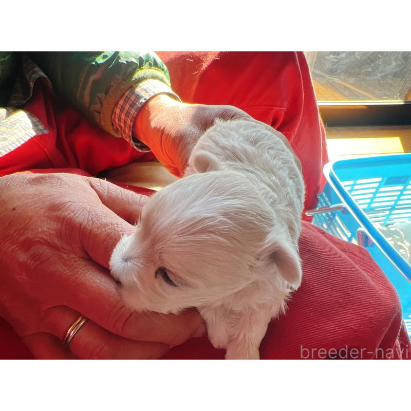 販売中の茨城県のマルプー:マルチーズ×トイプードル-445573の2枚目